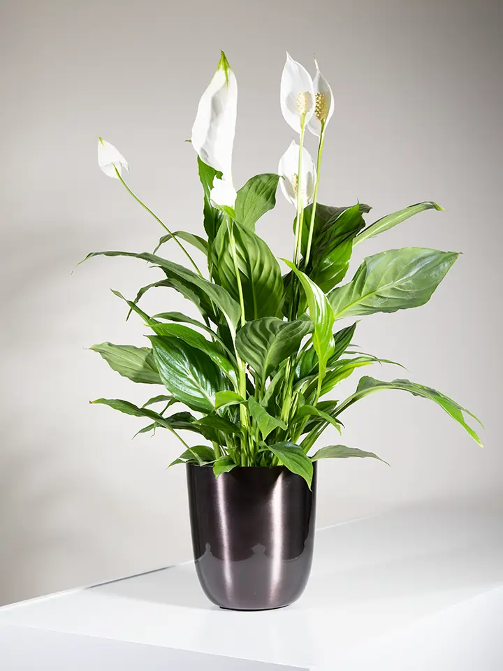 El Spathiphyllum, comúnmente conocido como "lirio de paz" o "espatifilo", es una planta de interior popular apreciada por sus hojas verdes brillantes y sus elegantes flores blancas.