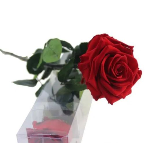 ROSA PESERVADA