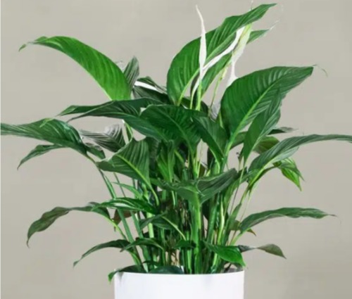 SPATHIPHYLLIUM