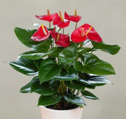 Anthurium