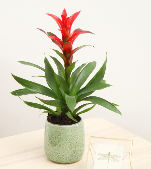 GUZMANIA