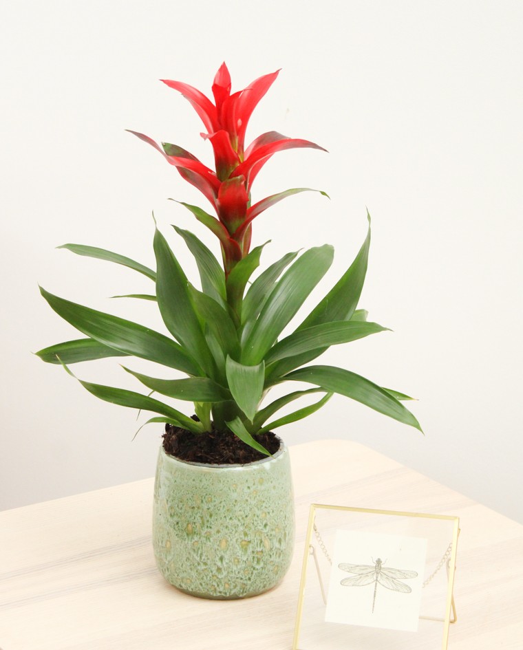 GUZMANIA