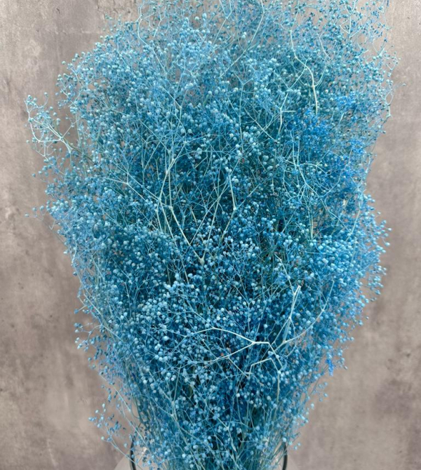 Gypsophila  - Paniculata Azul preservada